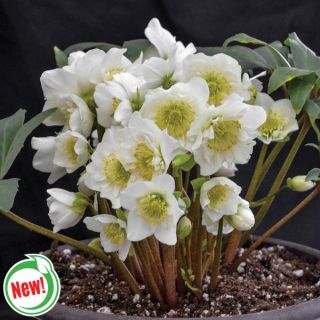 Snowbells Christmas Rose Thumbnail